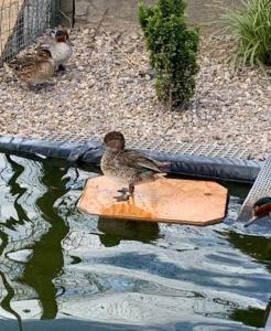 Plateau flottant bois