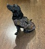 Gilet néoprène pour chien camo evo