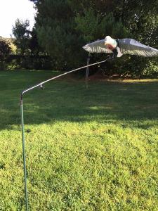 Pack Pigeon hypaflap avec tige rotative 360