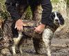 Gilet néoprène pour chien Canihunt neo pro