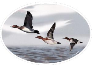 Stickers canards Siffleurs