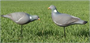 Pack de 12 pigeons FA BRAND