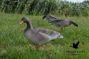 Pack 6 oies cendrée Full body PRODECOYS
