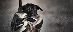 Gamme chiens