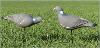 Pack de 12 pigeons FA BRAND