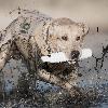 Apportable Plastique Sportdog Blanc Taille L