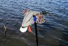 Colvert ailes rotatives electriques Mini MOJO Elite series