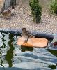 Plateau flottant bois
