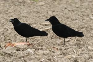 Formes de corbeau sur pattes floquées Magnum