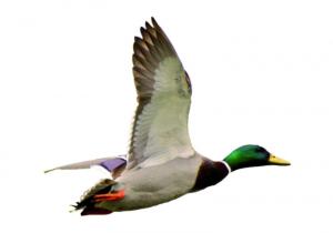 Autocollant Colvert en vol