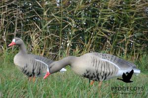 Pack 6 oies rieuses Full body PRODECOYS